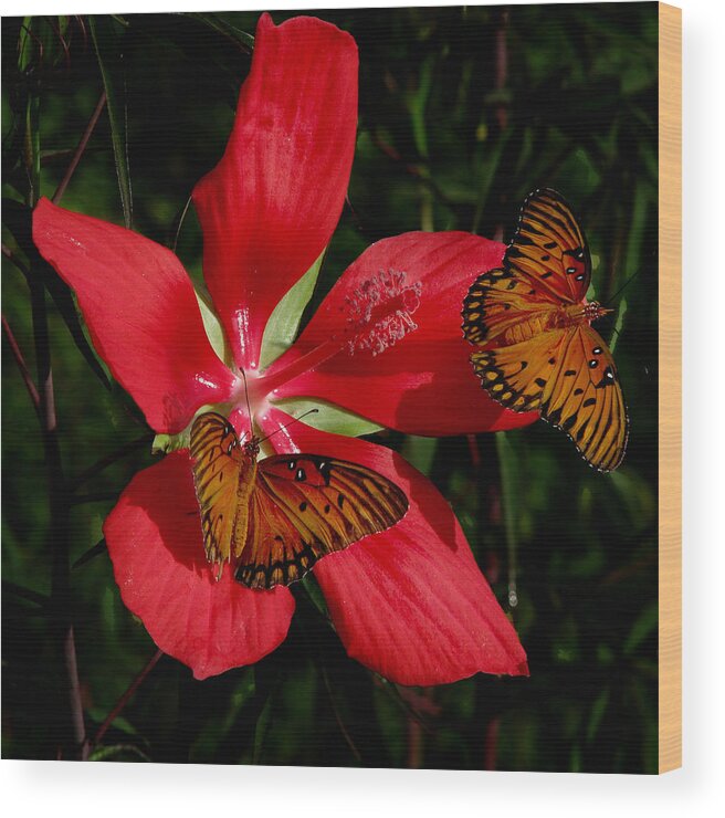 Nature Wood Print featuring the photograph Scarlet Beauty by Peggy Urban