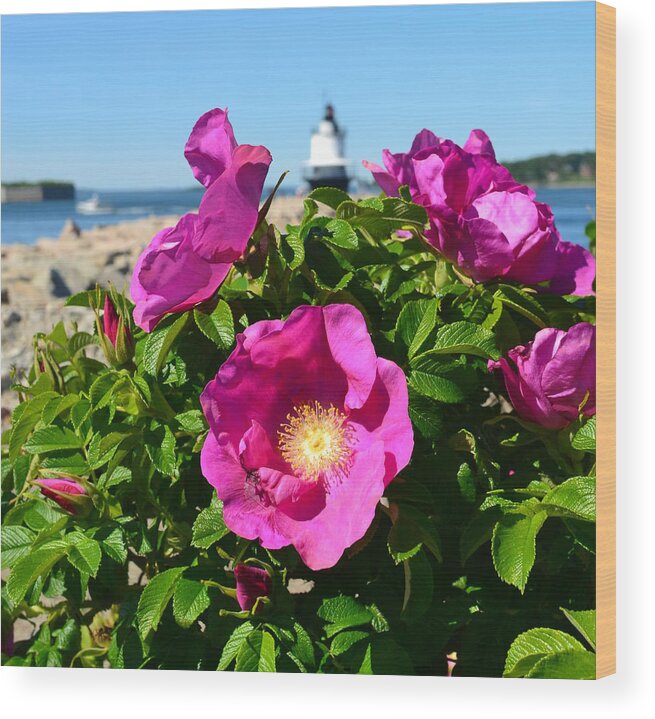 Sea Roses Wood Print featuring the photograph Sea Roses by Colleen Phaedra