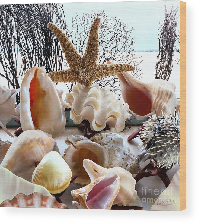 Gabriele Pomykaj Wood Print featuring the photograph Seashell Galore by Gabriele Pomykaj
