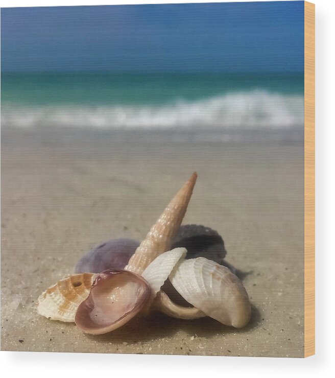 Seashell Wood Print featuring the photograph See Shells by Terri Hart-Ellis