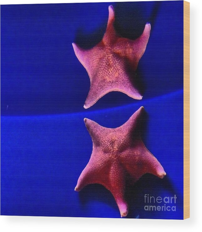 Star Fish Wood Print featuring the photograph Seeing Double by Denise Railey
