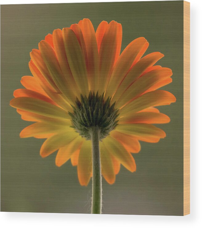 Terry D Photography Wood Print featuring the photograph Shine Bright Gerber Daisy Square by Terry DeLuco