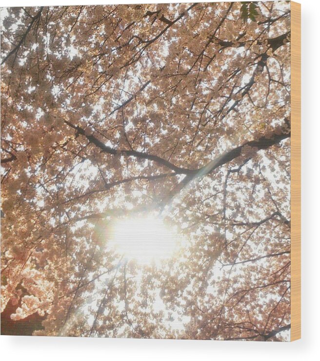 Shine Wood Print featuring the photograph Shining Sakura by Nori Strong