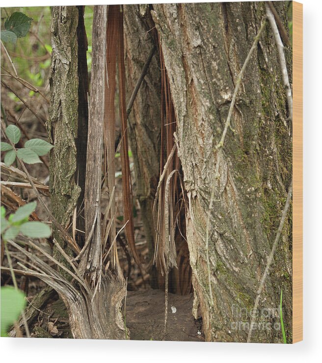Anderson River Park Wood Print featuring the photograph Shredded Tree by Carol Lynn Coronios