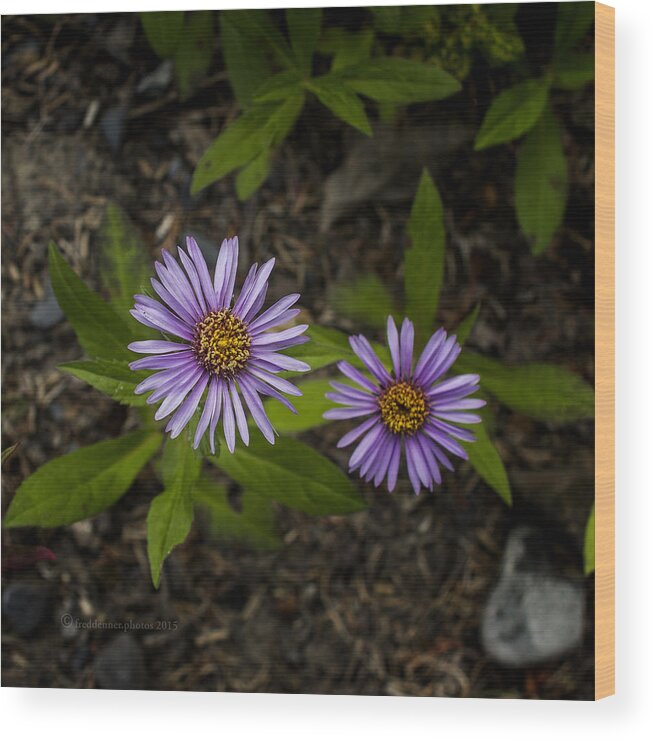 Wildflower Wood Print featuring the photograph Siberian Aster by Fred Denner