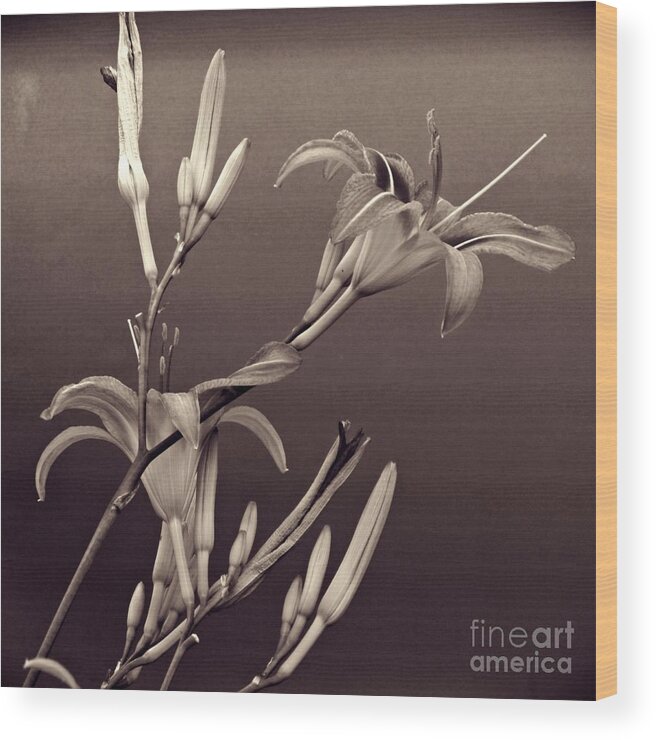 Lily Wood Print featuring the photograph Sidewalk Lilies Sepia Square Format by Sarah Loft