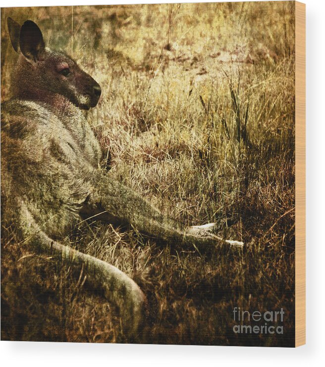 Cangaroo Wood Print featuring the photograph Siesta by Ang El