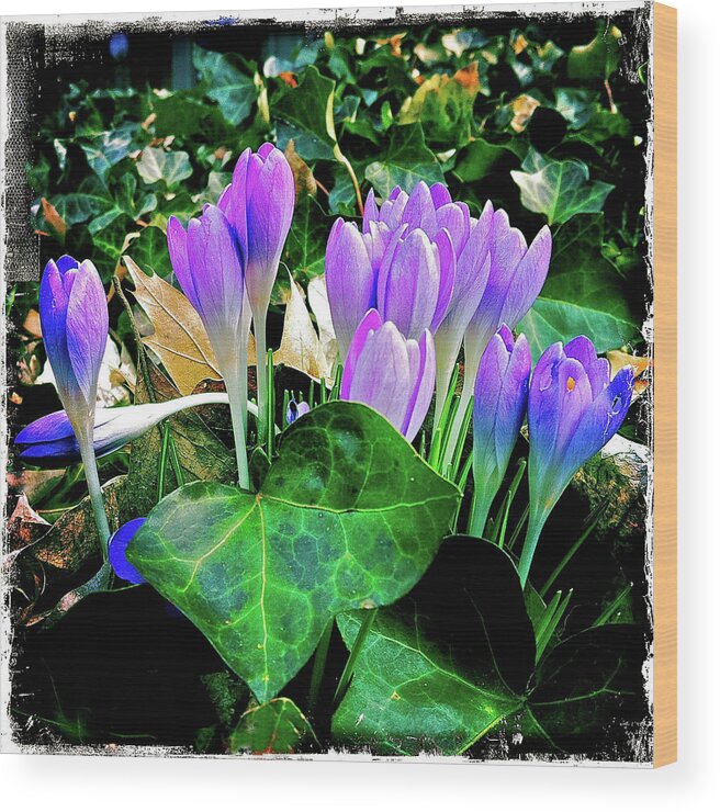Crocus Wood Print featuring the photograph Signs of Spring I by Kevyn Bashore