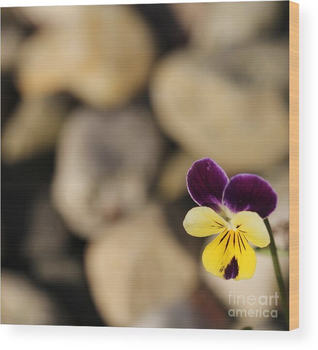 Pansy Wood Print featuring the photograph Single Pansy by David Frederick