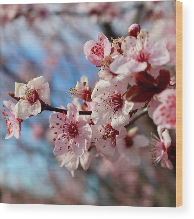 Photography Wood Print featuring the photograph Smiling Flowering Plum Tree Blooms by M E