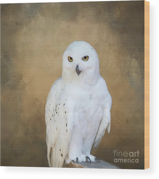 Snowy Owl Wood Print featuring the photograph Snowy White by Eva Lechner