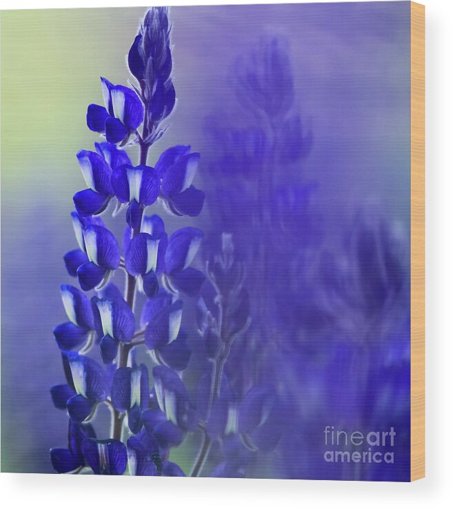 Mystical Wood Print featuring the photograph Soft focus Flowering Blue Lupin by Vladi Alon