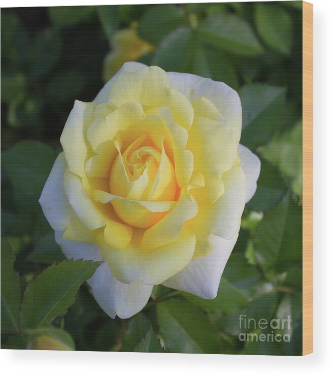 Yellow Rose Wood Print featuring the photograph Soft Smile by Sudakshina Bhattacharya
