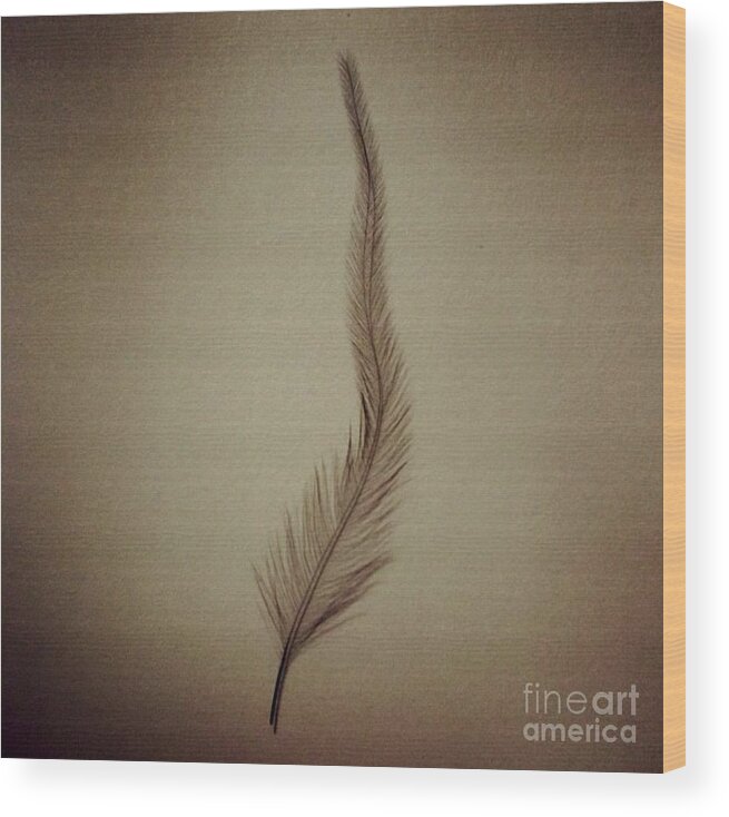 Feather Wood Print featuring the photograph Softly by Denise Railey