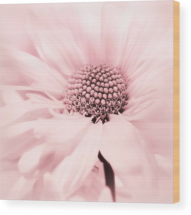 Flower Wood Print featuring the photograph Soiree in Cotton Candy Pink by Darlene Kwiatkowski