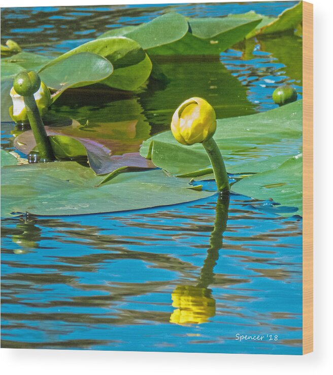Plant Wood Print featuring the photograph Spatterdock Bloom by T Guy Spencer