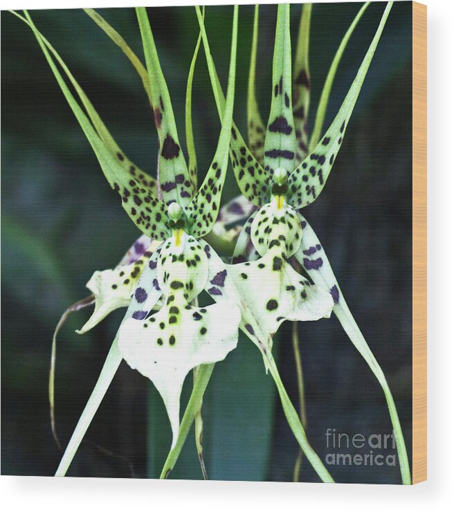 Orchid Wood Print featuring the photograph Spider Orchid Brassia by Heiko Koehrer-Wagner