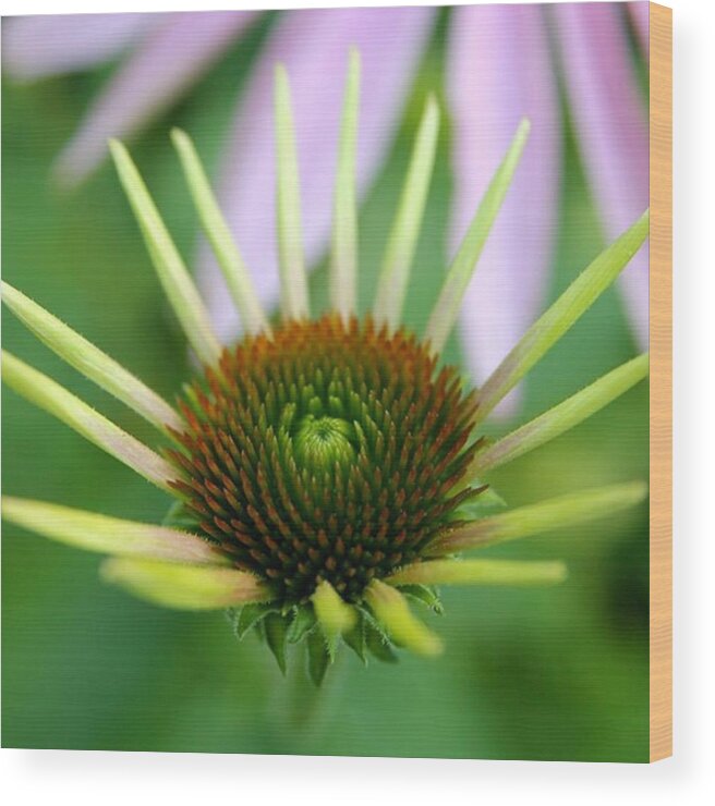 Coneflower Wood Print featuring the photograph Spikes by Justin Connor
