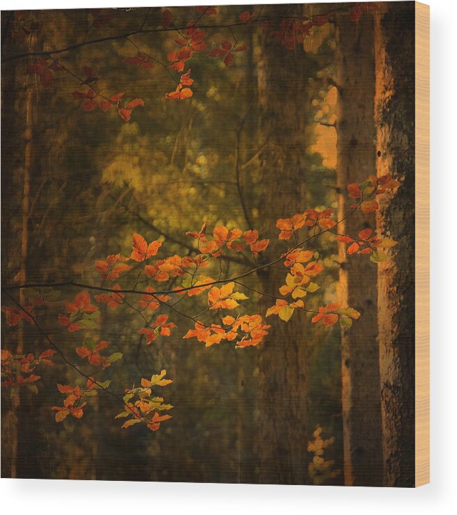 Autumn Wood Print featuring the photograph Spirit Fall by Philippe Sainte-Laudy