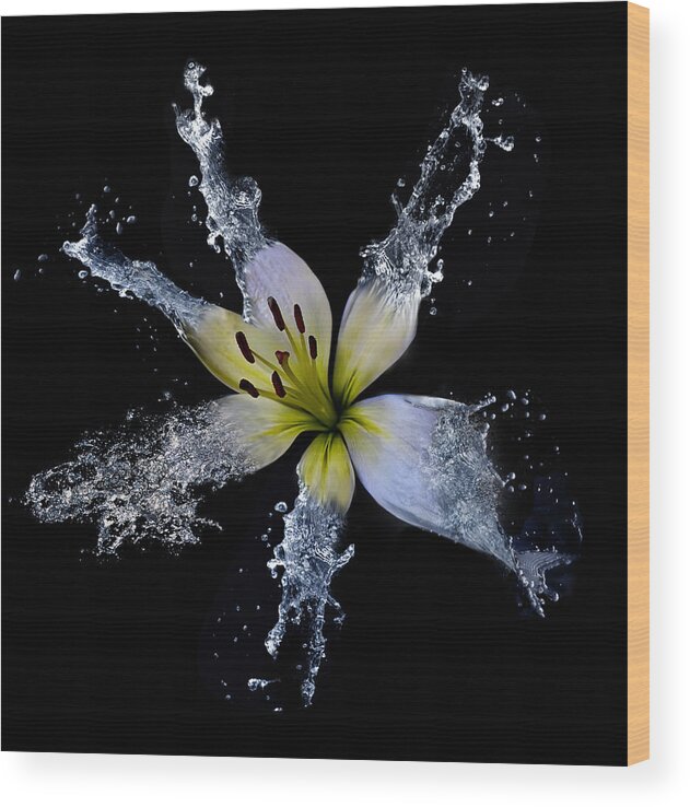 Flower Wood Print featuring the photograph Splish Splash by Lori Hutchison
