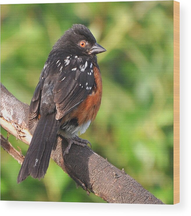 Spotted Towhee Wood Print featuring the photograph Spotted Towhee by Carl Olsen