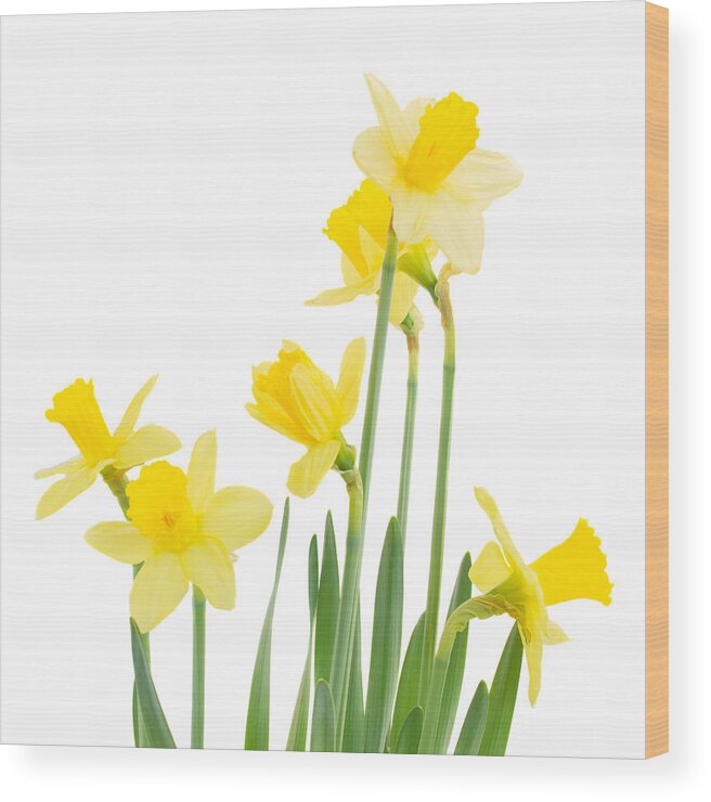 Narcissus Wood Print featuring the photograph Spring Growing Daffodils by Anastasy Yarmolovich