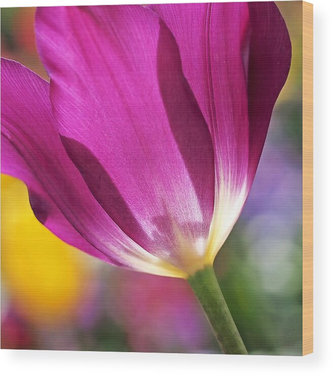 Tulip Wood Print featuring the photograph Spring Tulip - Square by Rona Black