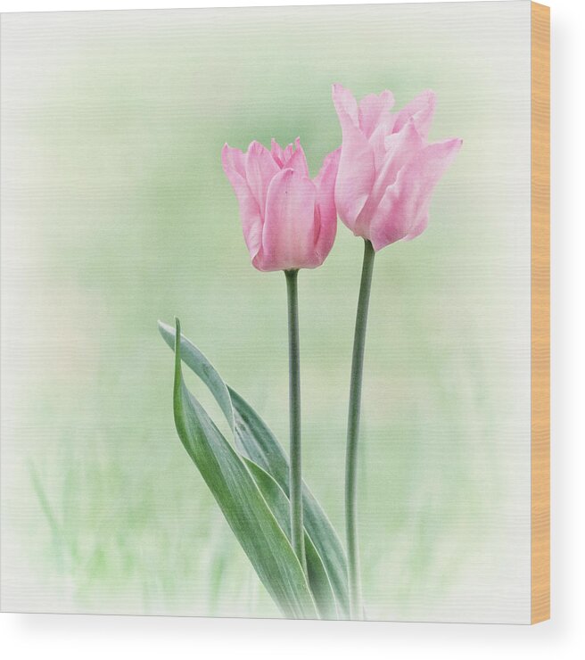 Tulips Wood Print featuring the photograph Spring Tulips by Angie Vogel