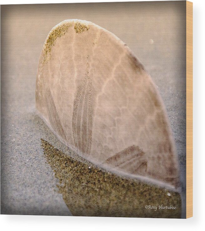 Sand Dollar Wood Print featuring the photograph Standing in the Glow by Roxy Hurtubise