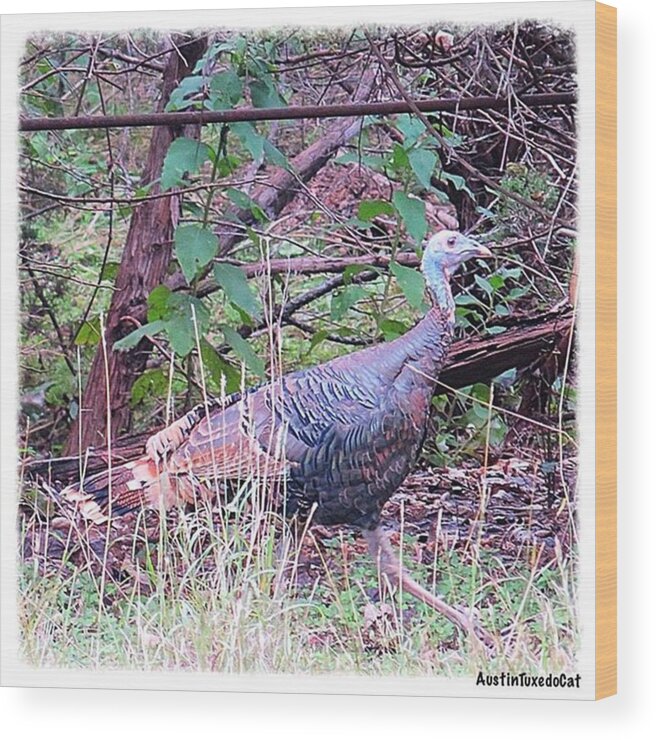 Keepaustinweird Wood Print featuring the photograph Stay Safe Ms. #turkey! It Is Almost by Austin Tuxedo Cat