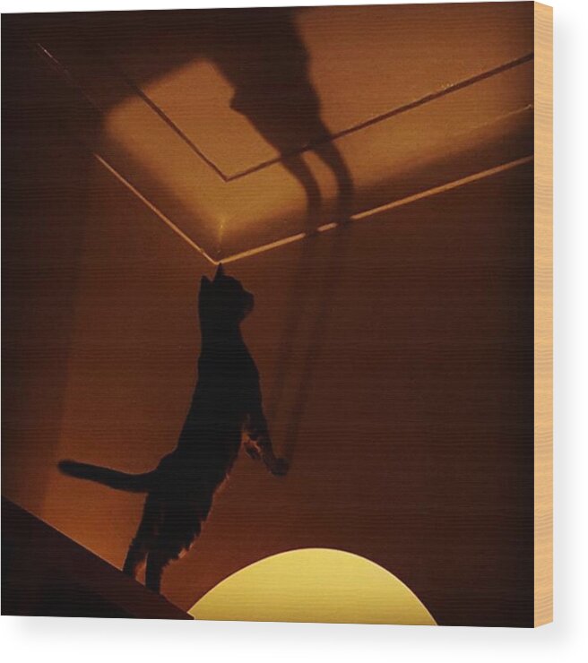 Stiles Wood Print featuring the photograph #stiles Attacking His Own Shadow by Dante Harker