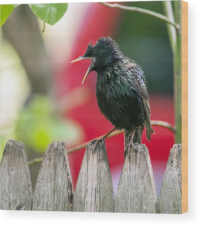 Starling Wood Print featuring the photograph Still Squawking by Cathy Kovarik