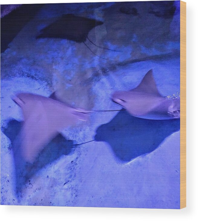 Stingrays Wood Print featuring the photograph Stingrays by Suzanne Berthier