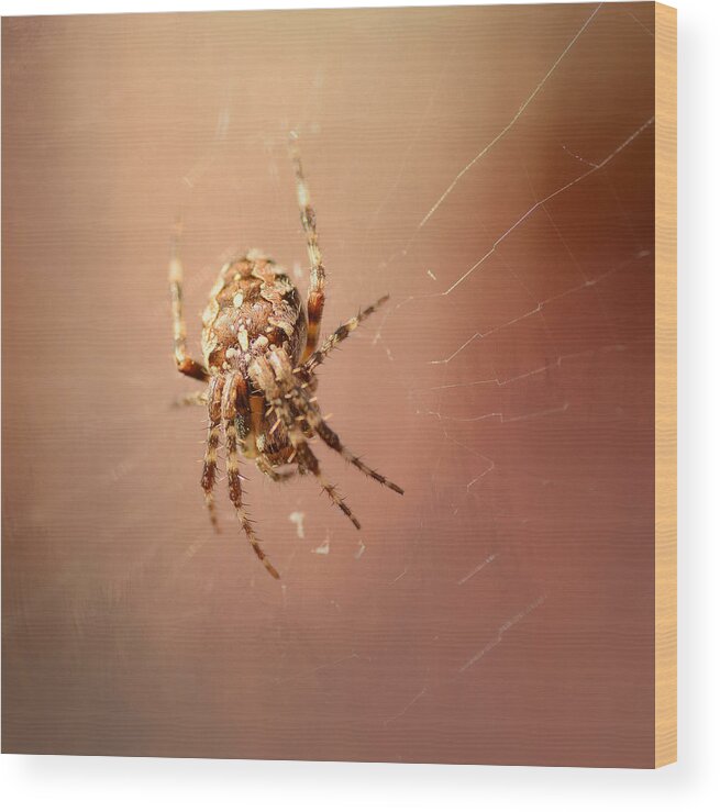 Garden Orb Spider Wood Print featuring the photograph Strung Out by Fraida Gutovich