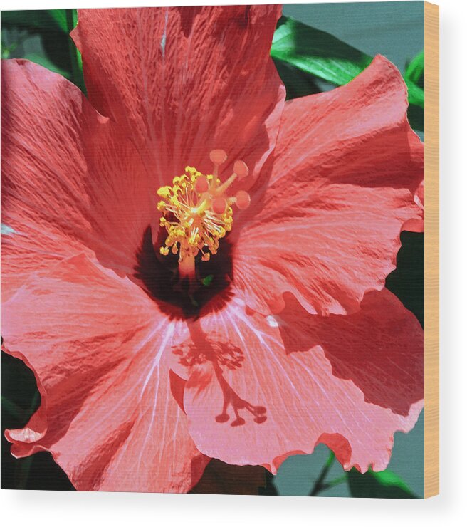 Red Hibiscus Wood Print featuring the photograph Summer Red Hibiscus by Tikvah's Hope