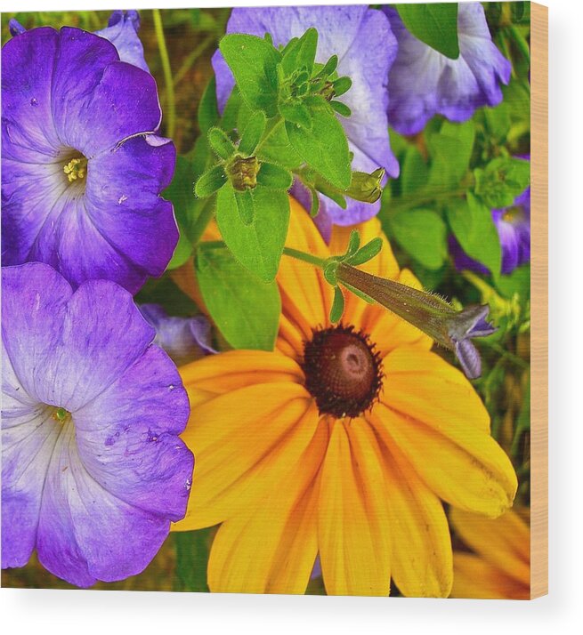 Petunias Wood Print featuring the photograph Summer Sensations by Randy Rosenberger