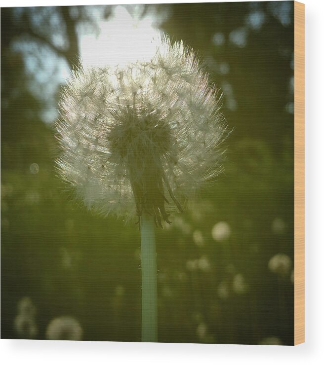 Dandilion Wood Print featuring the photograph Sun through a Dandelion by Chris Bordeleau
