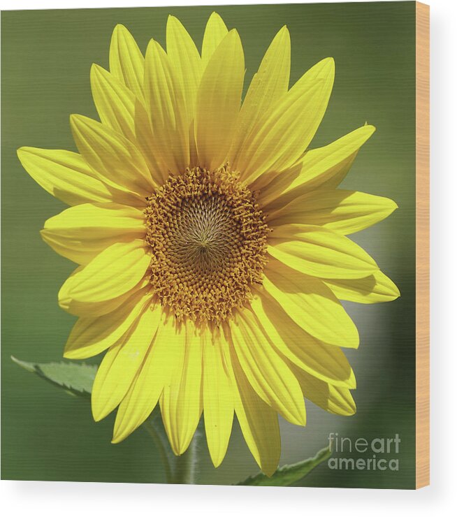 Sunflower Wood Print featuring the photograph Sunflower in the Sun by Robert E Alter Reflections of Infinity