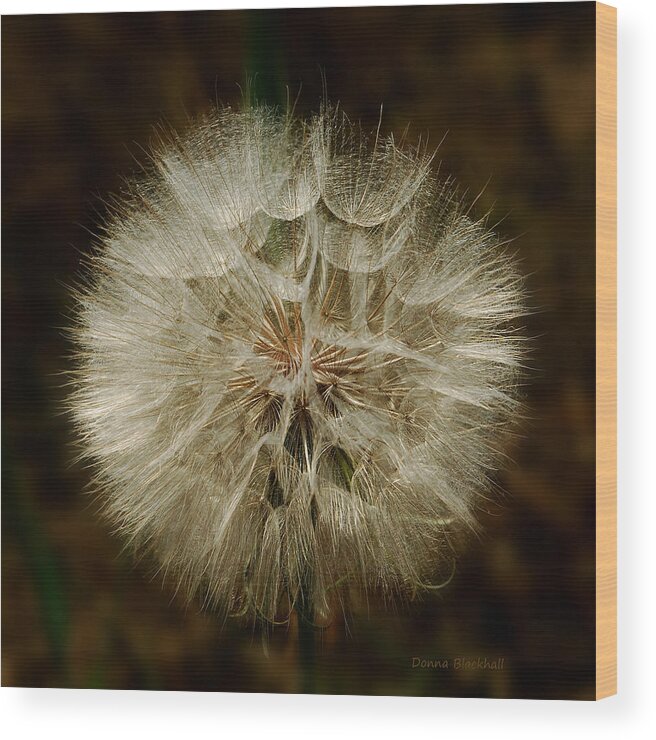 Dandelion Wood Print featuring the photograph Sunlit Dreams by Donna Blackhall