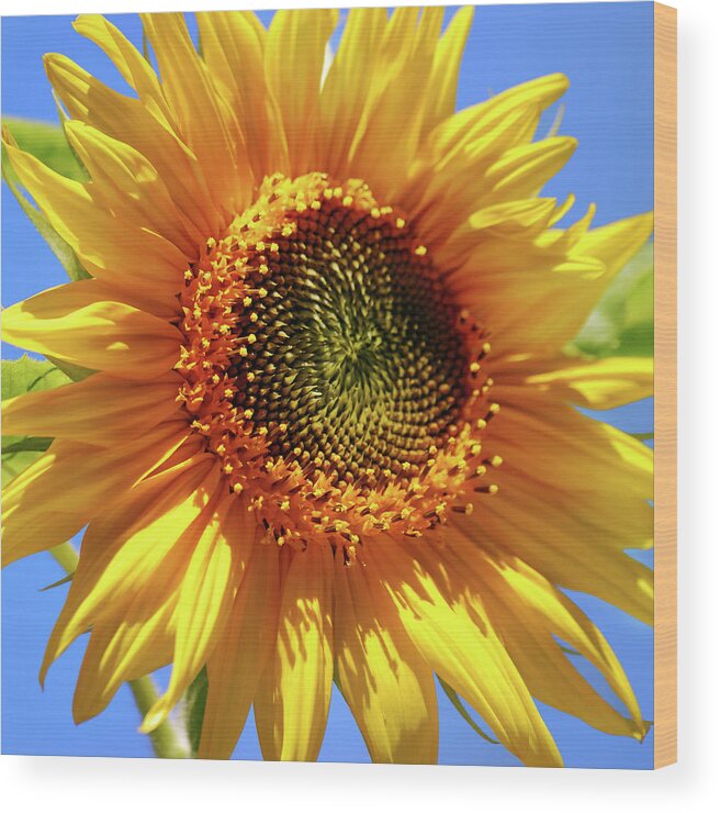 Sunflower Wood Print featuring the photograph Sunny Sunflower Square by Christina Rollo