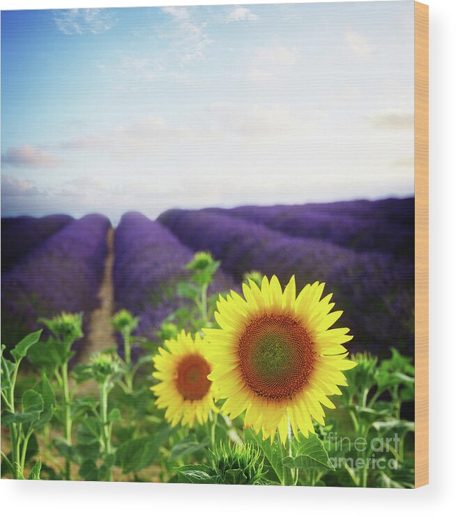 Lavender Wood Print featuring the photograph Sunrise over Sunflower and Lavender Field by Anastasy Yarmolovich