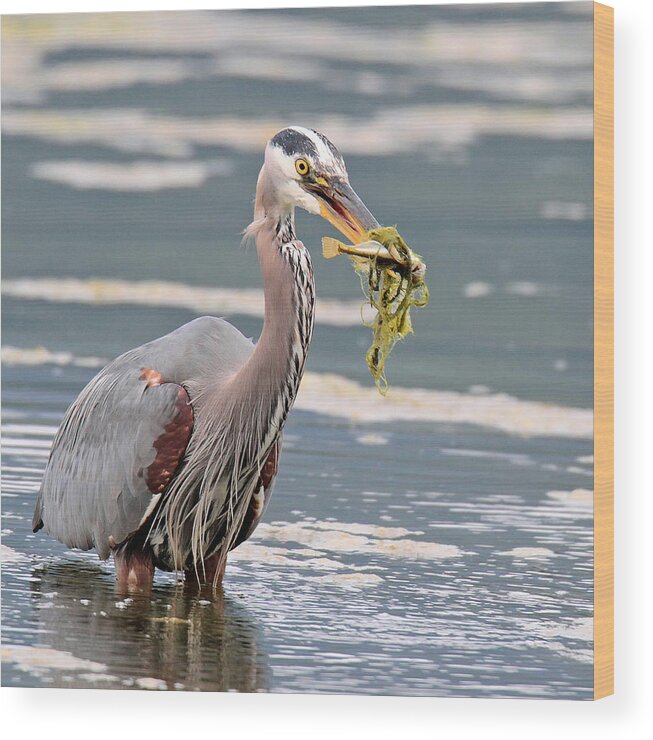 Great Blue Heron Wood Print featuring the photograph Sushi Time by Carl Olsen