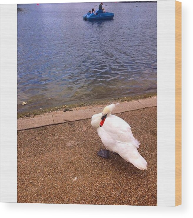 Beautiful Wood Print featuring the photograph Swan Near The Lake #swan #lake #animals by Emmanuel Varnas