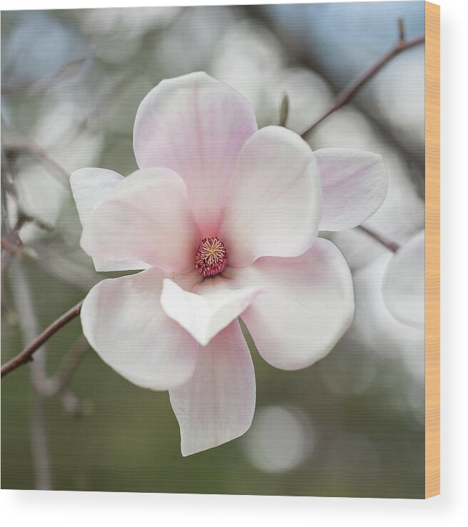 Magnolia Wood Print featuring the photograph Sweet Magnolia by Sara Hudock