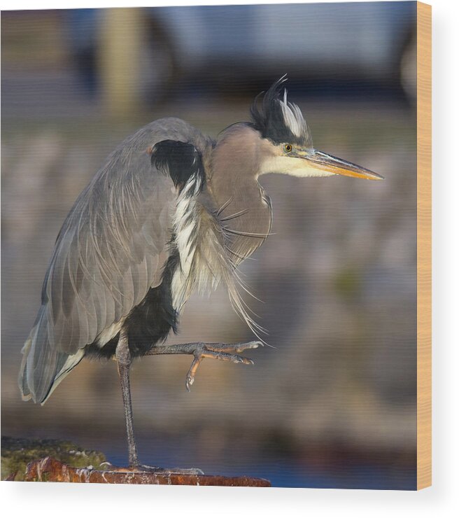 Great Blue Heron Wood Print featuring the photograph Tai Chi Heron by Carl Olsen