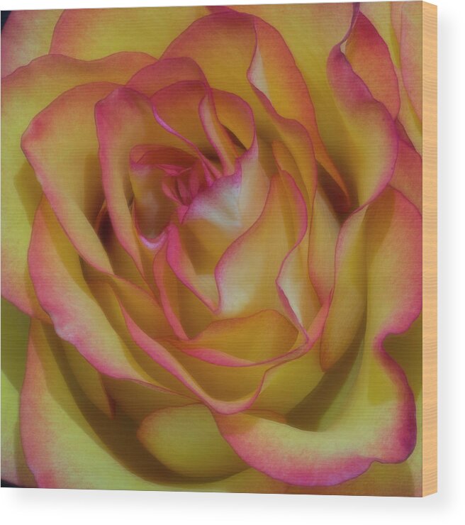 Rose Wood Print featuring the photograph Technicolor Rose by John Roach