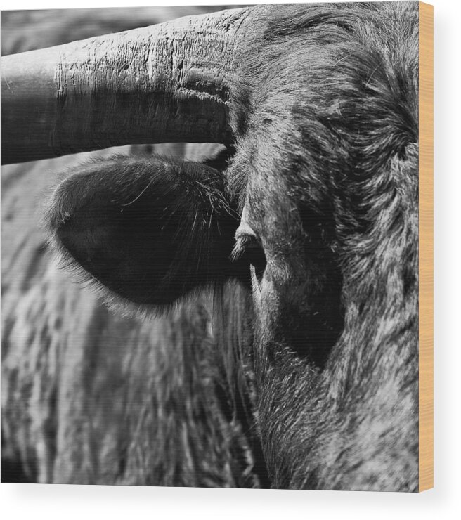 Bull Wood Print featuring the photograph Texas Longhorn Bulls Eye by Onyonet Photo studios