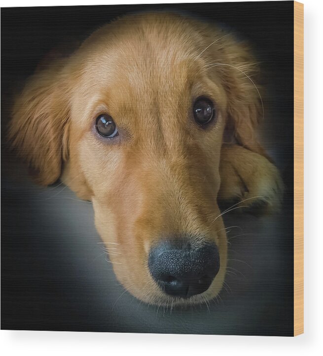 Golden Retriever Puppies Wood Print featuring the photograph Thanks For Picking Me by Karen Wiles