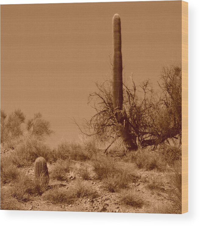 Ageless Sonoran Desert Wood Print featuring the photograph The Ageless Sonoran Desert by Bill Tomsa