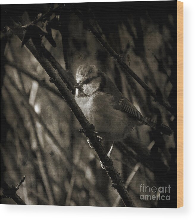 Blue Tit Wood Print featuring the photograph The Cold Morning by Ang El